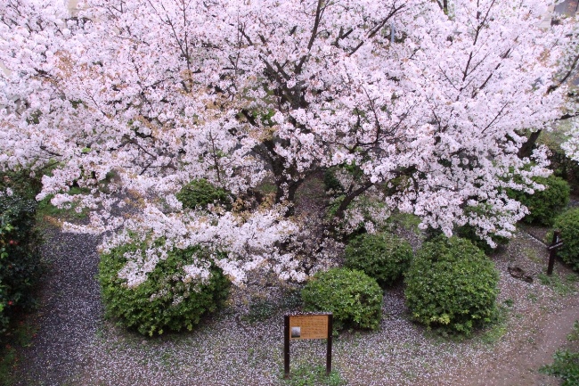 6467-15.4.3容保桜散り始め　地面に花びら.jpg